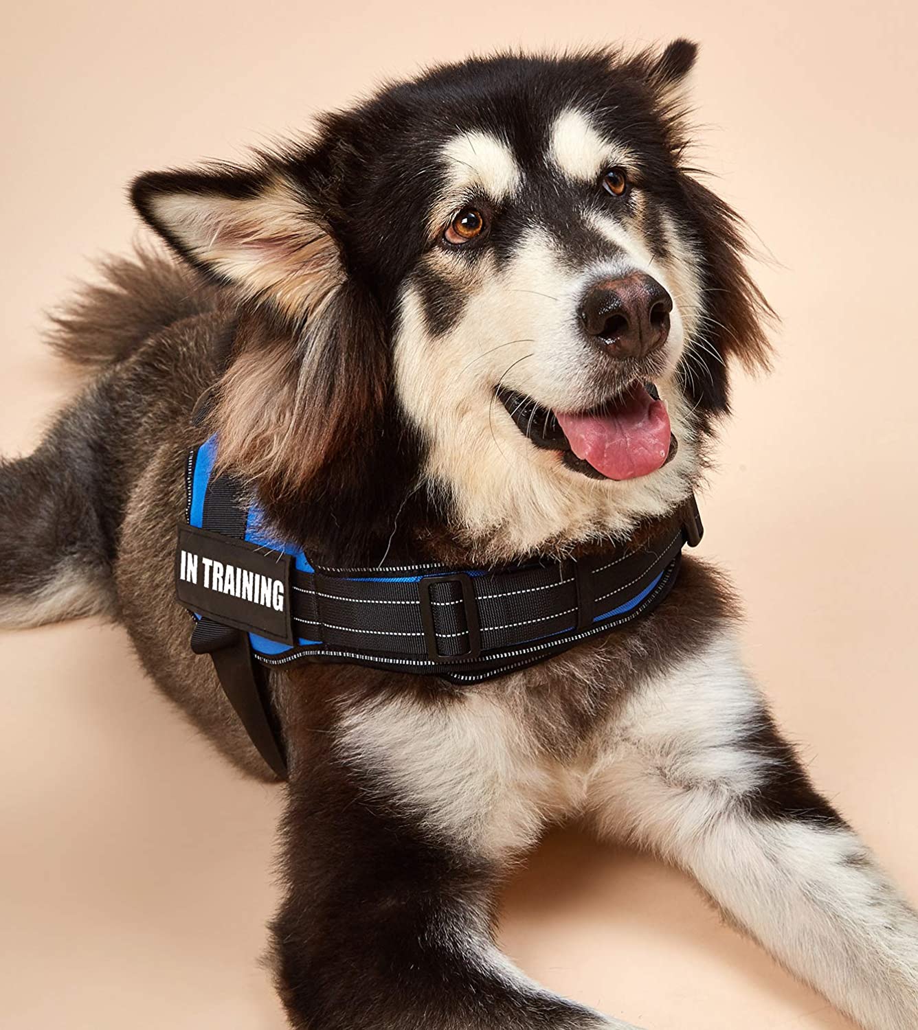 No-Pull Personalized Dog Harness - MyPetcanva©