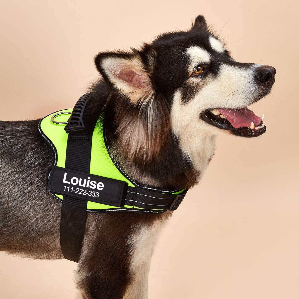 No-Pull Personalized Dog Harness - MyPetcanva©