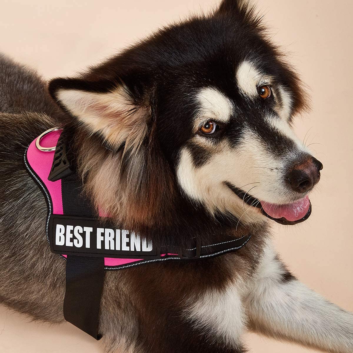 No-Pull Personalized Dog Harness - MyPetcanva©