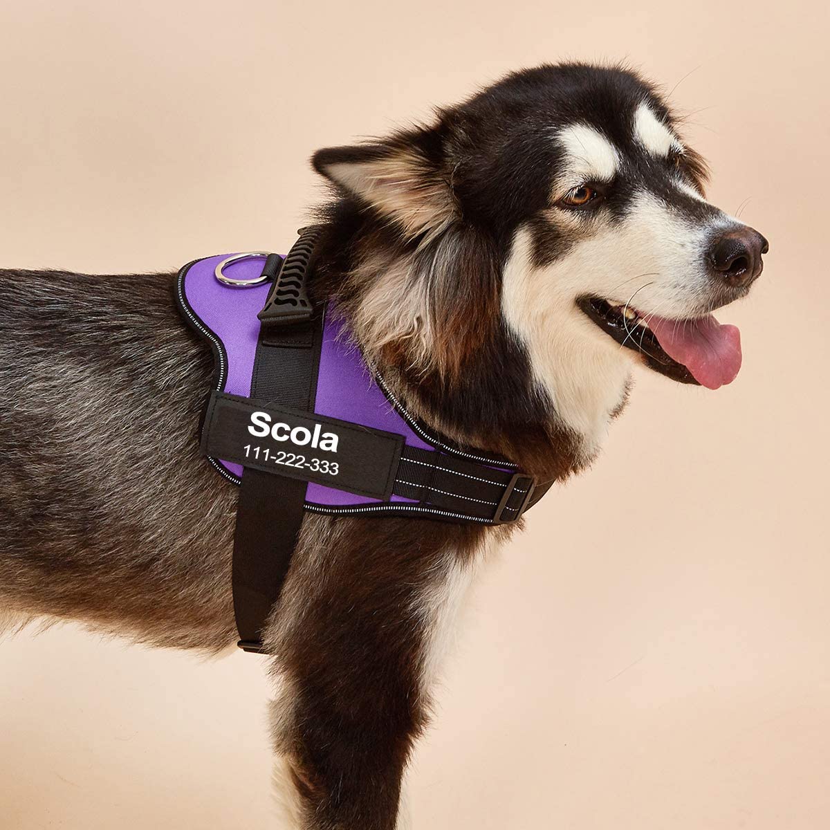 No-Pull Personalized Dog Harness - MyPetcanva©