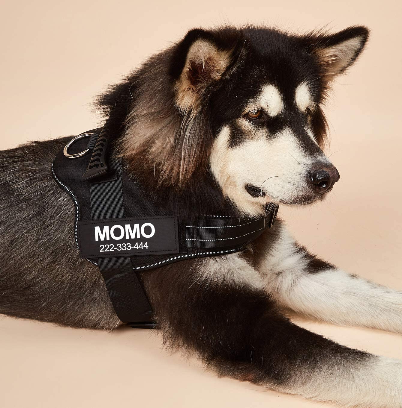 No-Pull Personalized Dog Harness - MyPetcanva©