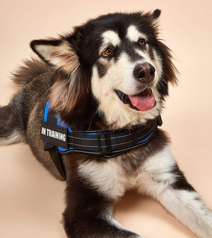 No-Pull Personalized Dog Harness - MyPetcanva©